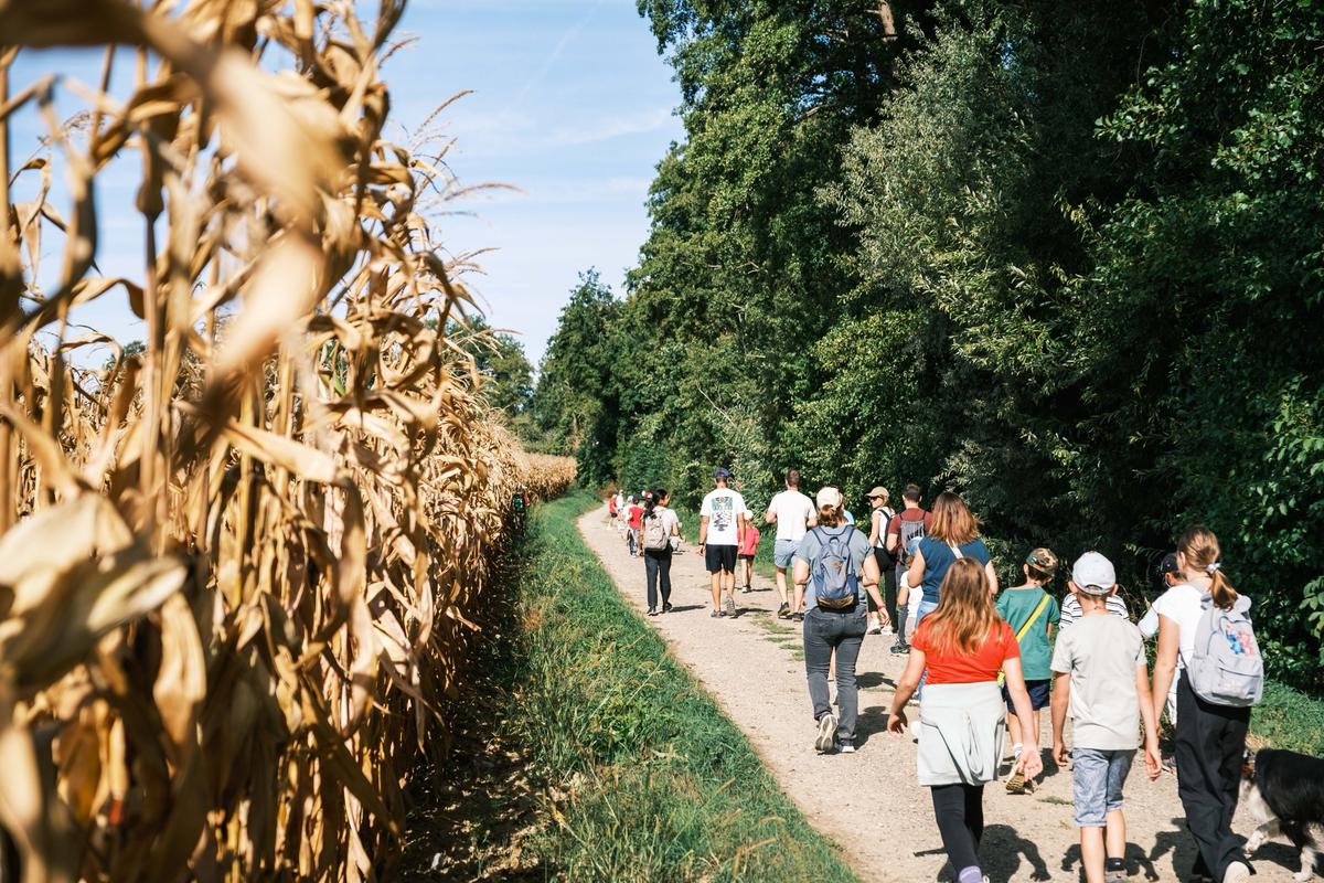 Des familles marchent sur un chemin le long d’un champ de maïs