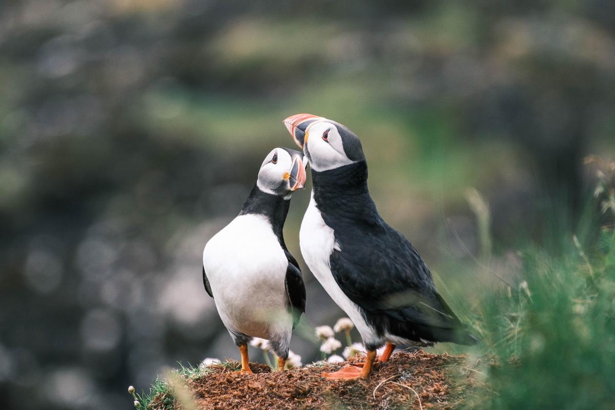 Deux macareux face à face sur une falaise herbeuse