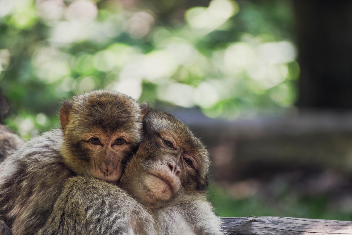 Deux macaques blottis l’un contre l’autre