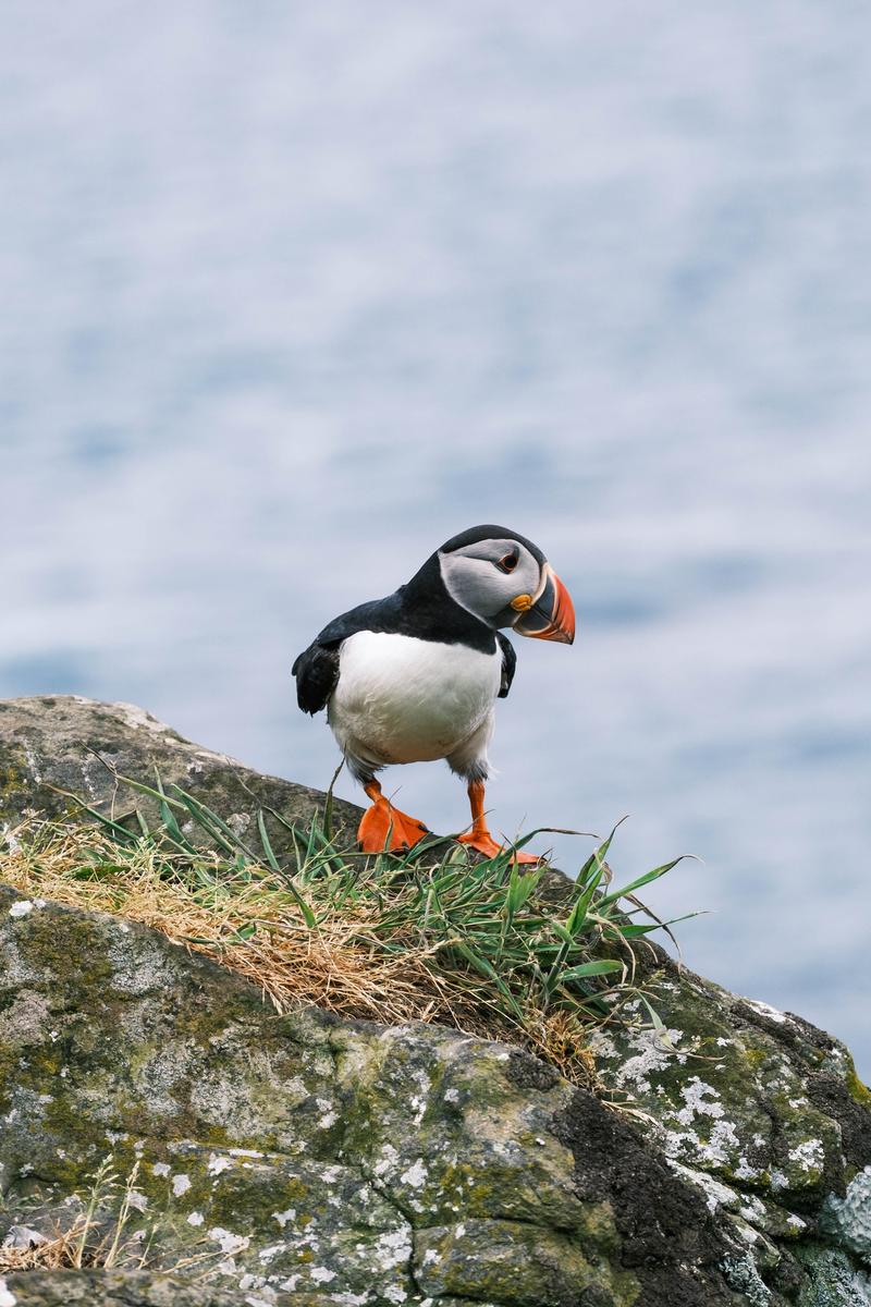 Un macareux sur un rocher couvert de lichen, la mer en arrière-plan