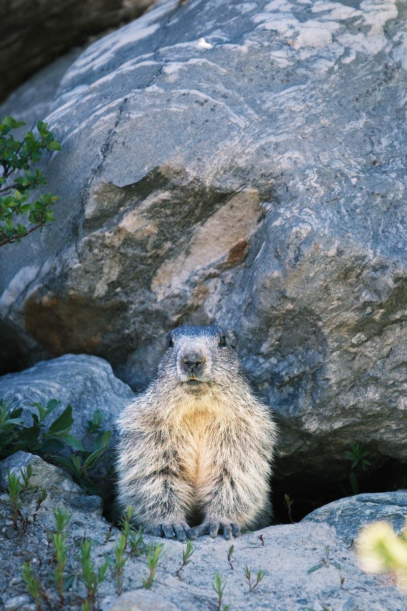 Une marmotte assise à l’entrée de son terrier, entre de gros rochers